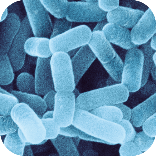 L.カゼイ・シロタ株